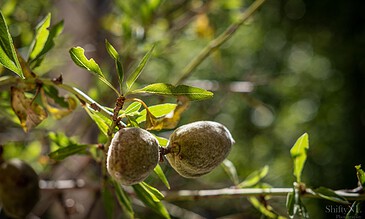 Vivid close-up of two unripe green walnuts hanging on a tree branch with lush green leaves in the background.