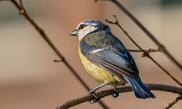 A beautiful blue and yellow bird perched on a thin branch with a blurred natural background.