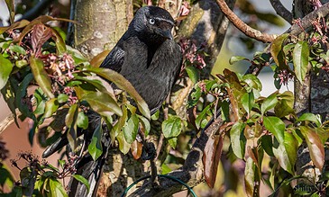 Black bird perched on a branch surrounded by green and pink foliage in a natural outdoor setting.