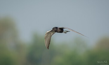 A swift bird soaring through the sky captured in stunning detail, highlighting the beauty of wildlife photography. Aerial shot of a swift bird in flight against a blurred green and blue background, showcasing nature and wildlife photography by ShiftyNL.