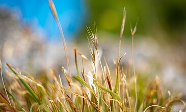 1. Close-up of wild grass blades on a sunny day, with vibrant blue sky and green foliage in the background, capturing the natural beauty of outdoor landscapes.
