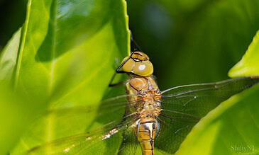 Stunning macro shot of a dragonfly resting on lush green leaves, emphasizing vibrant colors, detailed wings, and nature's intricate details for captivating wildlife photography. A close-up of a dragonfly perched on green leaves, showcasing detailed wings and vibrant body, highlighting nature's beauty and intricate insect design for stunning photography.
