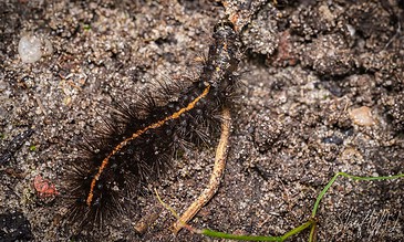 1. Close-up of a caterpillar with black hairs and yellow markings on dark soil, showcasing detailed textures and natural beauty.