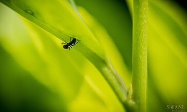 2. Macro shot of a small ant navigating a vibrant green plant stem, showcasing detailed insect movements and plant textures in a natural setting. 1. Tiny ant climbing on bright green plant stem, close-up macro shot highlighting natural insect behavior in lush outdoor environment.