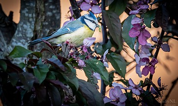 A colorful blue tit perched among purple flowers on a tree branch during sunset, capturing a serene moment in nature.
