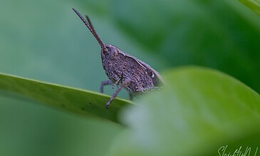 A macro shot capturing a grasshopper sitting on a leaf, highlighting its detailed exoskeleton and antennae against blurred green background. Close-up of a grasshopper perched on a green leaf, showcasing intricate details of its textured body and long antennae in natural light.