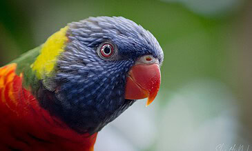 Vibrant Rainbow Lorikeet bird close-up, showcasing colorful feathers and striking eye detail against a soft green blurred background. Perfect for wildlife and nature photography enthusiasts.