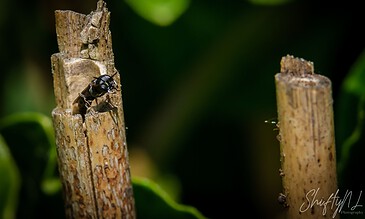 Capturing nature’s tiny details and wildlife moments for a stunning, high-quality photography portfolio. A close-up of a black insect on a broken wooden stick with lush green blurred background.