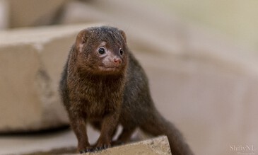 Close-up of a small, adorable ferret with expressive eyes and soft fur captured in a natural setting. A cute ferret with brown fur and curious eyes sitting on a cardboard surface, showcasing wildlife photography skills.