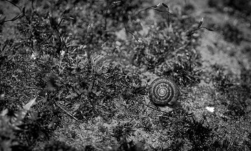 An artistic black and white photo of a snail shell among ground cover and tiny sprouts, emphasizing textures and natural beauty in a serene outdoor setting. A close-up of a snail shell on sandy ground with plants and tiny sprouts, captured in black and white, highlighting nature's intricate details and textures.