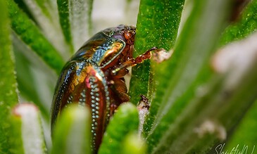 A close-up of a colorful insect on a green plant, showcasing detailed textures and vivid colors in macro photography.