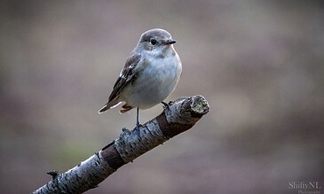 2. Lovely bird photo showcasing a tiny gray bird resting on a branch, perfect for nature and wildlife photography enthusiasts. 1. Small, gray bird perched on a weathered branch, captured in sharp detail against a blurred background.