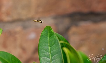A tiny hovering insect with black and yellow stripes near lush green leaves in a natural outdoor setting.