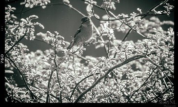 A black and white photo of a bird perched on a branch surrounded by dense foliage, capturing a peaceful moment in nature with intricate details of leaves and branches.
