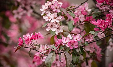 Vibrant pink and blush apple blossoms blooming on a tree branch during spring.