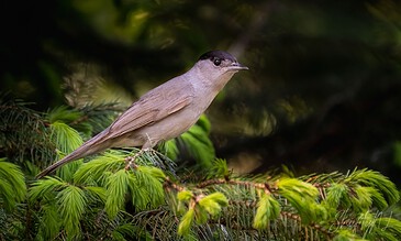 In this image, a delicate bird is captured sitting on pine branches, highlighting the beauty of nature and wildlife photography. A small bird perched on green pine branches amidst lush foliage, showcasing natural wildlife photography with vibrant details and a blurred dark background.