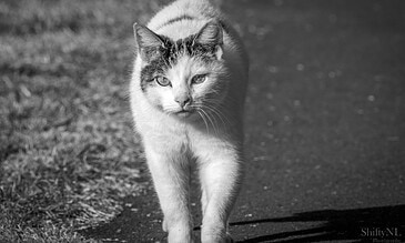 1. A black and white photo of a cat walking on a path, capturing its focused gaze and furry details.