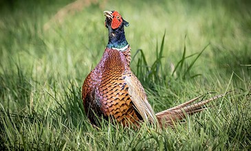 Vibrant pheasant displaying striking feather patterns and colors in a natural grassy setting, captured in a high-quality wildlife photo. Bright colorful pheasant perched on grass with vivid iridescent feathers and distinctive red facial skin, showcasing stunning wildlife photography.