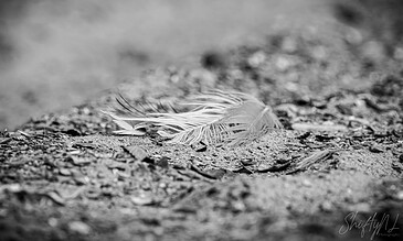 Soft bird feather lying on the sandy ground, captured in black and white for a timeless and emotional effect.