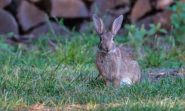 1. A close-up of a curious wild rabbit sitting on green grass with a background of stacked logs, captured during twilight.