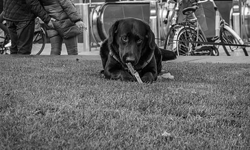 1. Black and white photo of a Labrador Retriever lying on the grass, holding a stick, with bicycles and people in the background.