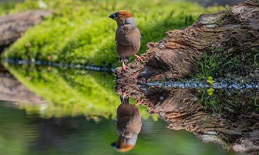 A close-up of a bird standing on a tree root near water, capturing natural beauty and wildlife moments with vivid colors and sharp focus. A small bird perched on a tree root by water, with its reflection visible on the calm surface, showcasing nature and wildlife photography.