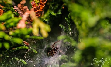 A close-up of a spider in its web hidden among green foliage and brown pine cones, showcasing nature's intricate details and spider habitat.