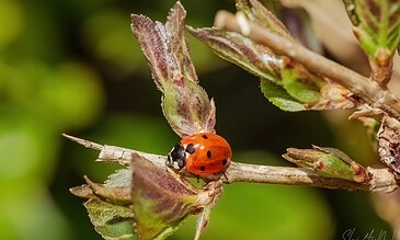 Bright red ladybug crawling on a plant stem with green leaves in the background.