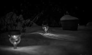 A black and white night shot of snow-covered ground with garden lights illuminating the scene, highlighting a peaceful winter landscape with snow drifts and subtle shadows.