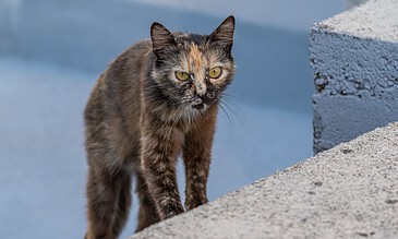 A curious tortoiseshell cat exploring outdoors on a concrete surface, showcasing detailed fur and piercing yellow eyes in natural lighting.