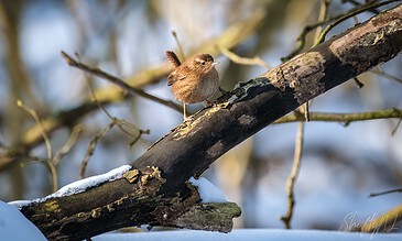 A small brown bird perched on a snow-dusted tree branch in a winter landscape.