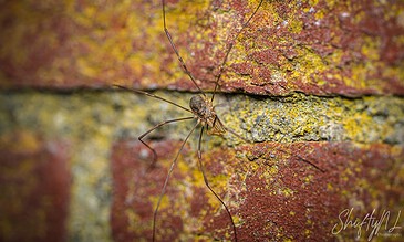 1. Close-up of a spider with long legs on a colorful moss-covered brick wall, showcasing intricate details and textures.