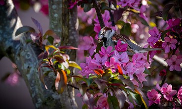 Vibrant pink blossoms on a tree with a sparrow perched, showcasing nature's beauty and capturing a moment of serenity.