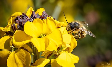 1. A close-up of a honeybee pollinating bright yellow flowers in a natural garden setting.