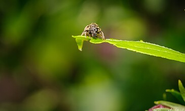Close-up of a small bee on a green leaf, showcasing detailed textures and colors, emphasizing natural beauty. A tiny bee collecting pollen on a vibrant green leaf with blurred natural background for macro nature photography.