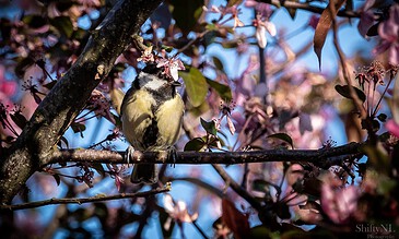 Vibrant bird perched on a blooming tree branch amid pink flowers with a clear blue sky background.