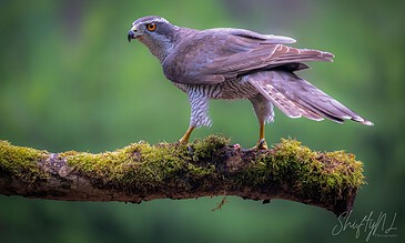 2. Stunning image of a hawk showcasing its fierce gaze and detailed feathers, captured in natural habitat. 1. Close-up of a hawk perched on a moss-covered branch with sharp focus and vibrant background.