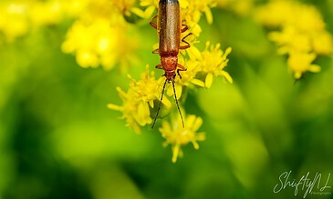 A close-up of a small reddish-brown insect on bright yellow flowers with a blurred green background.