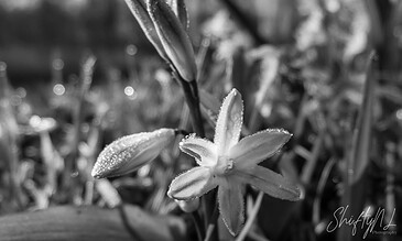 Vivid close-up of a dew-covered flower in black and white, highlighting intricate textures and delicate petals, capturing a moment of natural beauty.