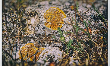 Vivid yellow and orange lichen growing on rocky ground with sparse green grass and dry twigs, highlighting natural textures and vibrant colors.