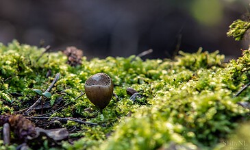 Close-up of a small mushroom emerging from vibrant moss in a natural woodland setting. A tiny mushroom growing amidst lush green moss on a forest floor.