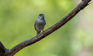 2. Stunning image of a tiny gray bird sitting on a slanted tree branch against a lush green backdrop, capturing nature's beauty. Small bird perched on a tree branch, vibrant green blurred background, captured in high detail and sharp focus, showcasing nature photography by ShiftyNL.