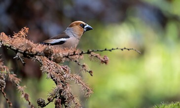 Vibrant bird sitting on a branch with a blurred green background, captured for nature and wildlife photography enthusiasts. Colorful bird perched on a branch in a lush natural setting, showcasing wildlife photography and nature moments.