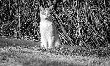 1. A black and white photo of a cat sitting outdoors near tall grass, with one eye slightly closed and a calm expression.