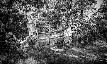A black and white photograph of a rustic wooden gate flanked by stone pillars amidst dense foliage, showcasing natural textures and contrast. Old rustic wooden gate between stone pillars in a lush forest, captured in black and white for timeless, artistic outdoor photography.