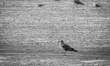 2. Stunning black and white photo of a seagull on the beach with distant birds, showcasing nature’s tranquility and birdlife. 1. Seagull standing on the shoreline with other birds in the background, captured in black and white.