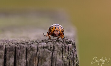A close-up of a ladybug on weathered wood, highlighting the insect's vibrant orange and black spots, perfect for nature and macro photography enthusiasts.
