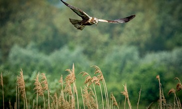 2. Stunning bird in flight over a field of cattails, showcasing nature's power and grace in a serene, natural setting. 1. Ornithological photography capturing a bird of prey soaring above tall grasses with a lush green forest background.