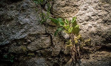 Vibrant green plants growing through cracks in a rocky wall, showcasing resilience and natural beauty in a textured environment.