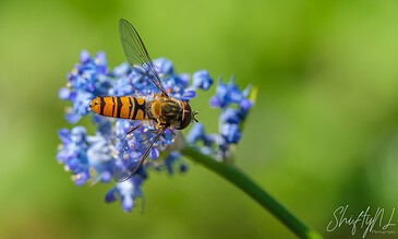 Colorful hoverfly perched on blue flowers with a blurred green background, capturing nature’s beauty in a single shot.